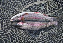 Fotografía de Pesca con Mosca de Trucha arcoiris por Luke Metherell – Fly dreamers 