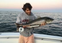 Fly-fishing Image of Striper shared by Taylor Brown – Fly dreamers