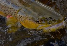 Fly-fishing Picture of brown trout shared by Michael Stack | Fly dreamers