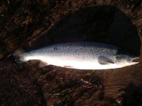 Chavanga salmon fishing