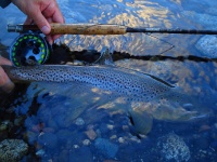 Foto de pesca con mosca