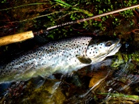 Foto de pesca con mosca