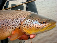Foto de pesca con mosca