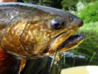 Foto de pesca con mosca