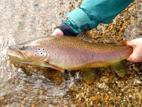 Foto de pesca con mosca