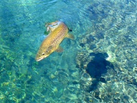 Foto de pesca con mosca