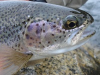 Foto de pesca con mosca