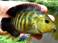 Foto de pesca con mosca