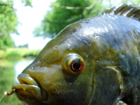 Foto de pesca con mosca
