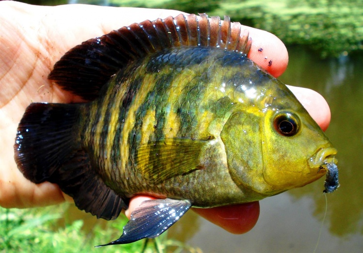 Pescando Chanchitas