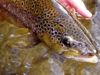 Foto de pesca con mosca
