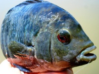 Foto de pesca con mosca