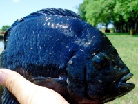 Foto de pesca con mosca