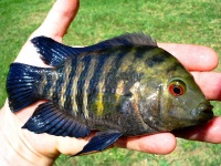 Foto de pesca con mosca