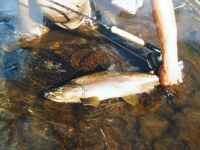Foto de pesca con mosca