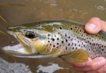  Fotografía de Pesca con Mosca de Trucha marrón por Antonio Avilez – Fly dreamers 