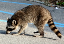 Raccoon (Procyon Lotor) 
