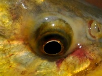 Fly fishing picture