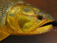 Fly fishing picture