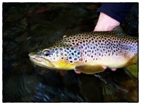 Foto de pesca con mosca