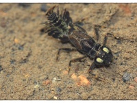 Foto de pesca con mosca