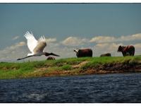 Foto de pesca con mosca