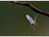Foto de pesca con mosca