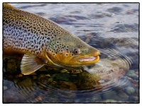 Foto de pesca con mosca