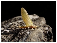 Foto de pesca con mosca
