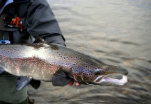 fall salmon