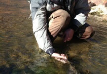 Fly-fishing Picture of Rainbow trout shared by Andrew Nevins – Fly dreamers