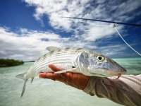 Fly fishing picture