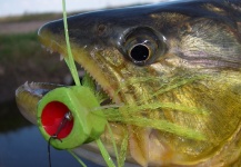 frogs for breakfast