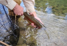 Fly Fishing Fanatic Trout 