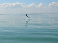 Foto de pesca con mosca