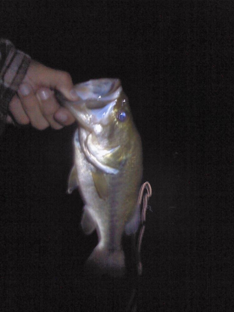 at about 21:00 in socal on a bluegill imitation i tied up!