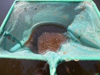 Foto de pesca con mosca