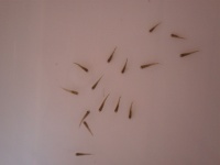 Foto de pesca con mosca