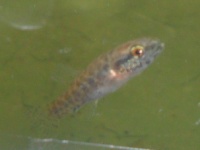 Foto de pesca con mosca
