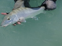 Foto de pesca con mosca