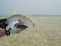 Foto de pesca con mosca