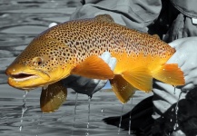 Trout country