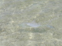 Foto de pesca con mosca