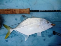 Foto de pesca con mosca