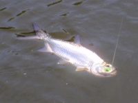 Foto de pesca con mosca