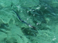 Foto de pesca con mosca