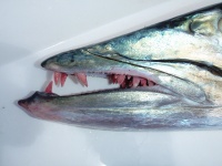 Foto de pesca con mosca