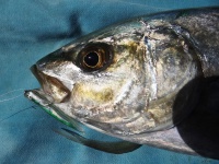 Foto de pesca con mosca