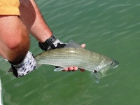 Foto de pesca con mosca
