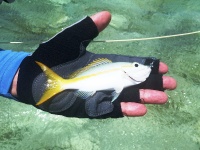 Foto de pesca con mosca